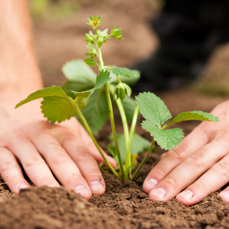 Planting Strawberries in Garden