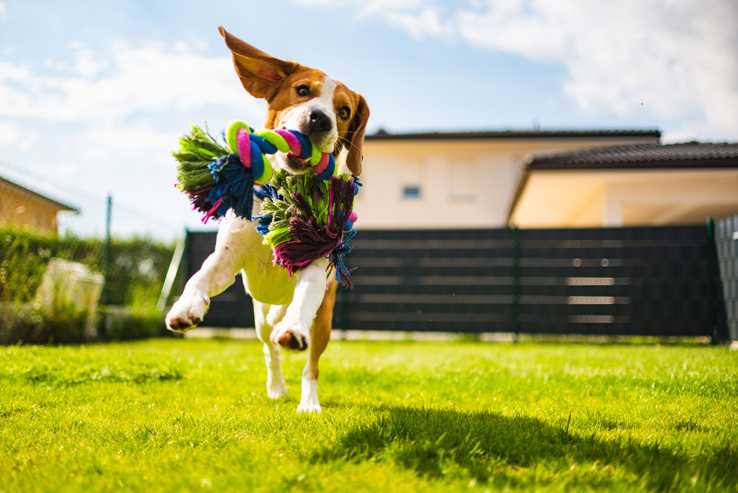 Beagle Dog Running with a Toy